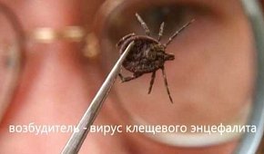 Инфекционные заболевания после укуса клеща