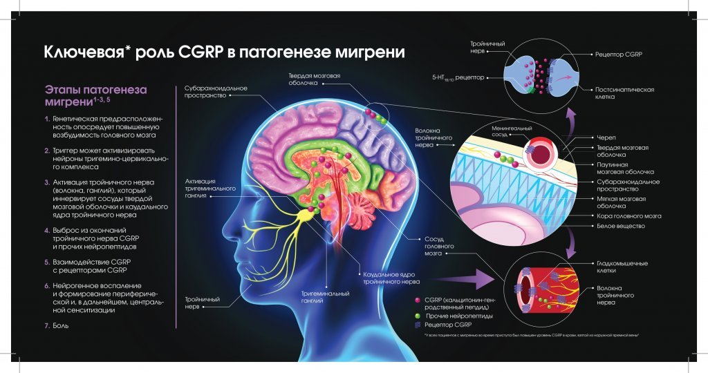 Ключевая роль CGRP